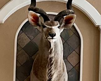 African Kudu Shoulder Mount Taxidermy