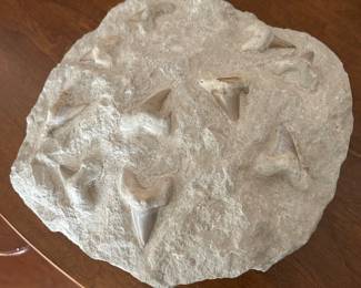 Fossilized Sharks Tooth