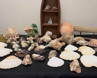 Shell Decor