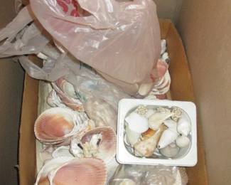 Large Assortment of Sea Shells