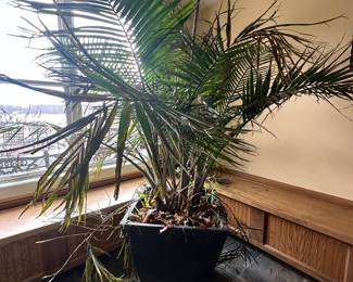 Real Plant. Heavy! Must bring help to move, can be moved from basement doorway, slight uphill hike.