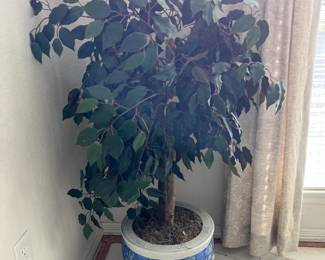 ficus in pottery fish bowl