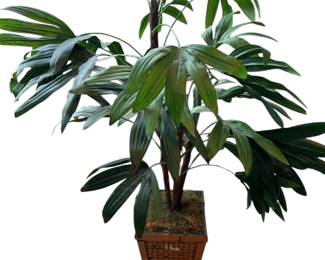 Artificial Broadleaf Bamboo Palm Tree in Woven Basket Pot