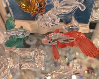 Beta fighting fish