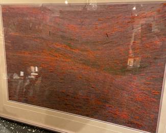 Thomas Mangelsen - poppies