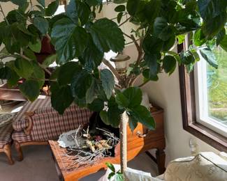 Mature Hibiscus Tree