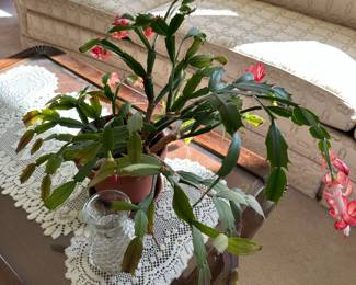 Potted Christmas Cactus