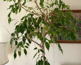 Mature Ficus Tree
