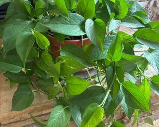 Potted Pothos Plant