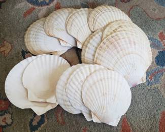 Large scallop shells used for serving Coquilles St. Jacques