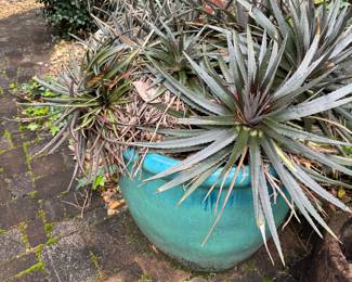 #81 Large Aqua Planter $80