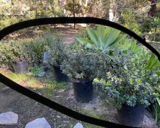 more plants for sale