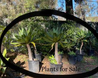 Plants for sale