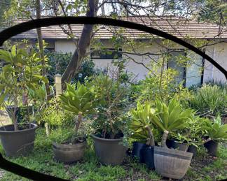  More Plants