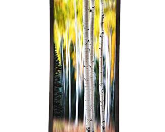 Randy Koepsell "Standing Out on Fire" Framed Fine Art Landscape Photography- Aspens 22” x 49.5”