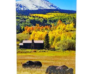 Mountain Buffalo Vertical Landscape- Acrylic Face Mount- 17" x 20"