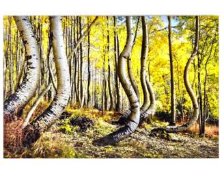 Randy Koepsell Fine Landscape Art Photography -Modern High-End Acrylic Mounted Print- Snow Load Aspens- 36" x 24"