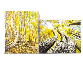 Lot of Two 16 x 20 Enlarged Wildlife / Nature Photos in Protective Sleeve "Snow Load Aspens"