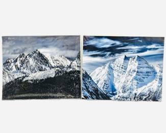 Lot of Two 16 x 20 Enlarged Wildlife / Nature Photos in Protective Sleeves "Midnight Aspen Bells"