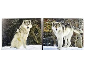 Lot of 2 Stunning Wolf Photographs - 16 x 20 inches.