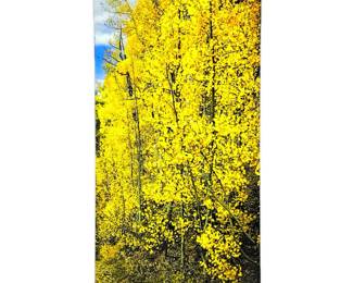 Aspens in the Fall- Vertical Art Photography in Acrylic Mounted Photo -24" x 48"