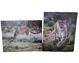 Set of Two Enlarged Photos 16 x 20 by Randy Koepsell