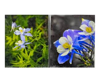 Columbine Flowers - Lot of Two 16 x 20 Enlarged Wildlife Photos in Protective Sleeves