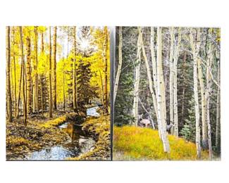 Lot of Two 16 x 20 Enlarged Wildlife / Nature Photos in Protective Sleeves "Creek Star" & "Aspens w/ Deer"