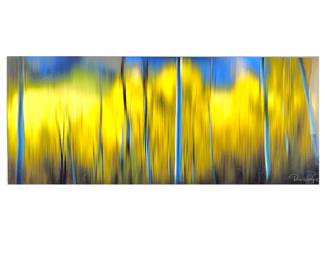 Randy Koepsell Fine Abstract Art Photography -Modern High-End Acrylic Mounted Print- Aspen Abstraction- 48" x 20"