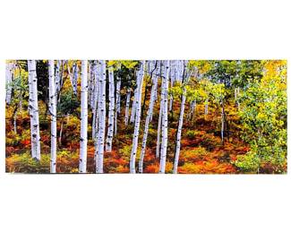 "Aspen Wood - Summer to Fall: Colorado" 16" x 40" Modern Acrylic Face Mounted Print