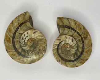 Ammonite fossils