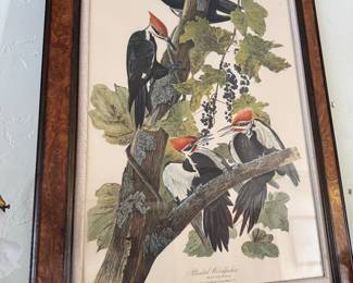 Pileated Woodpeckers By John James Autobon