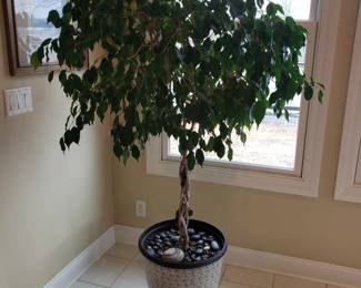 Real Ficus tree