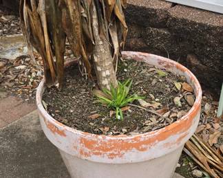 Plant- Cold Weather Effected It