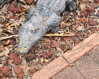 Alligator  - Watch Out