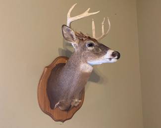 That deer busted right through that wall!
