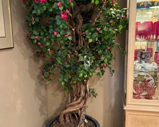 Bougainvillea tree in pot