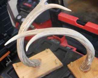 Mounted Antlers great for hanging your hats on