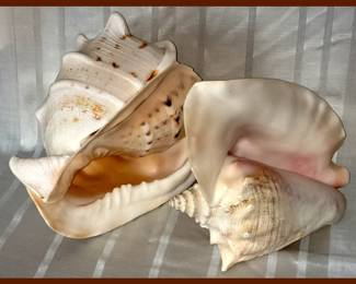 Large Helmet Conch Shell and Large Conch Shell