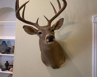 Lovely deer mount taxidermy