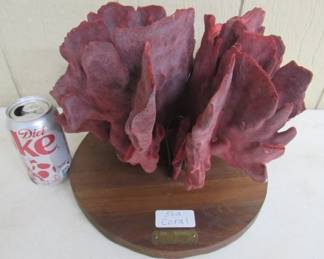 Sea Coral