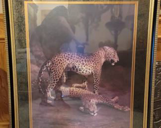 Elegant cougar framed print