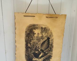 Bird Print
