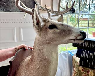 Two Mounted White Tail Deer