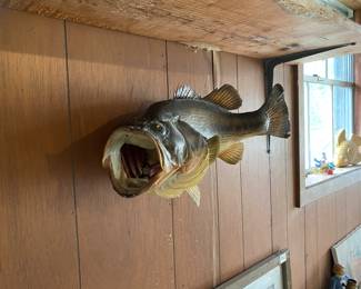 Mounted Wide Mouth Bass