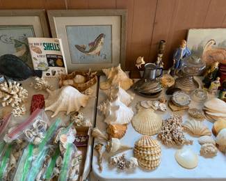 Shell Collection