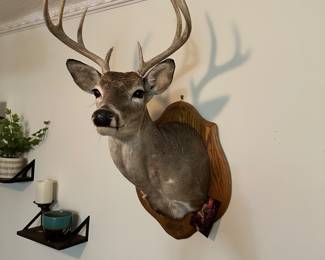 Deer Head