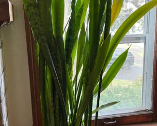 Snake plant + wood stand