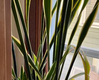 Snake plant + wood stand