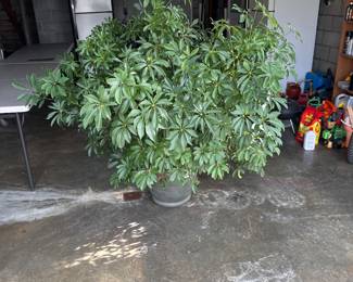 Dwarf umbrella tree